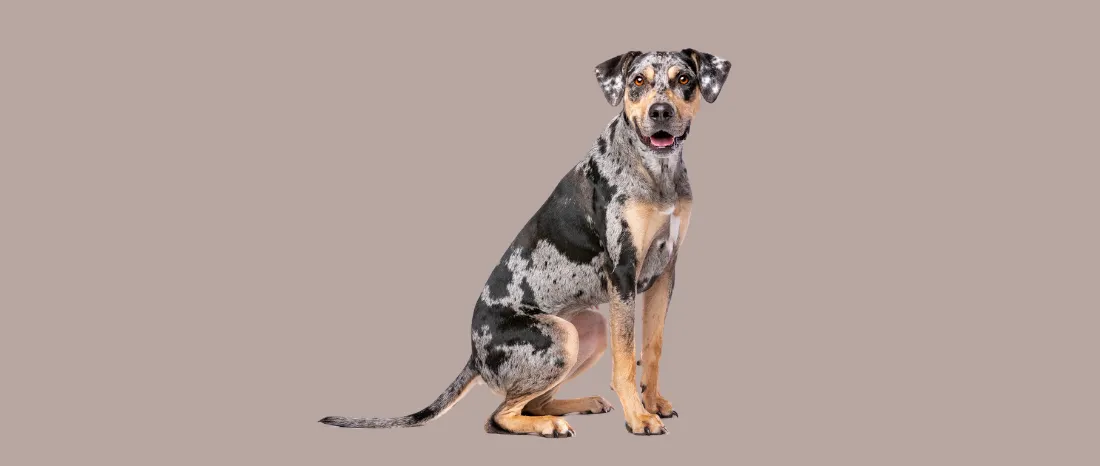 Catahoula Leopard Dog-hondenras-verzorging-gezin-sociaal-leven-fysieke-kenmerken-dieet-informatie