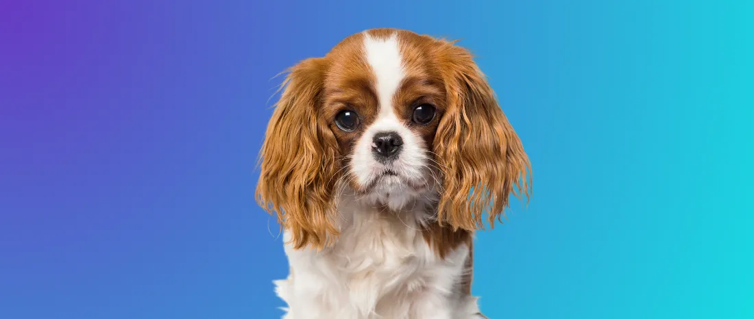 Cavalier King Charles Spaniel-hondenras-verzorging-gezin-sociaal-leven-fysieke-kenmerken-dieet-informatie