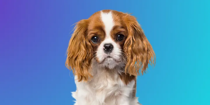 Cavalier King Charles Spaniel-hondenras-verzorging-gezin-sociaal-leven-fysieke-kenmerken-dieet-informatie