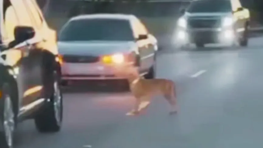 Chauffeur stopt als hij een hond dwars door druk verkeer ziet lopen, smekend om hulp 1