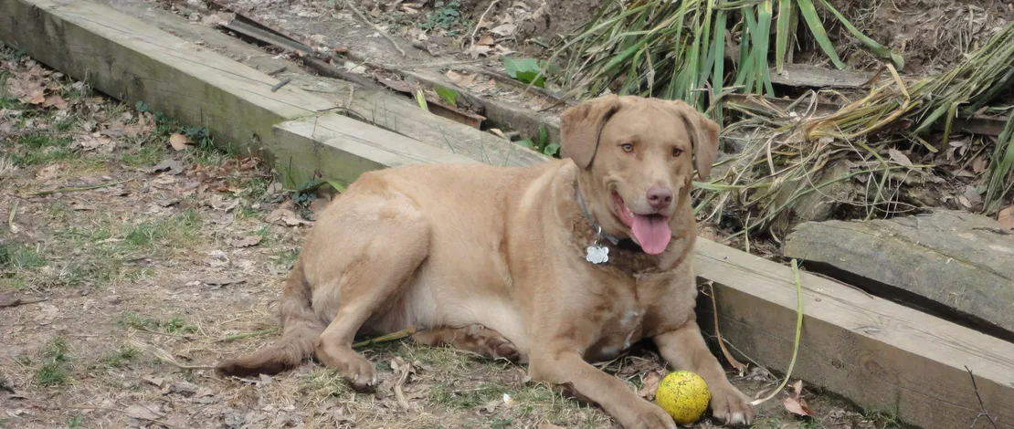 Chesapeake Bay Retriever