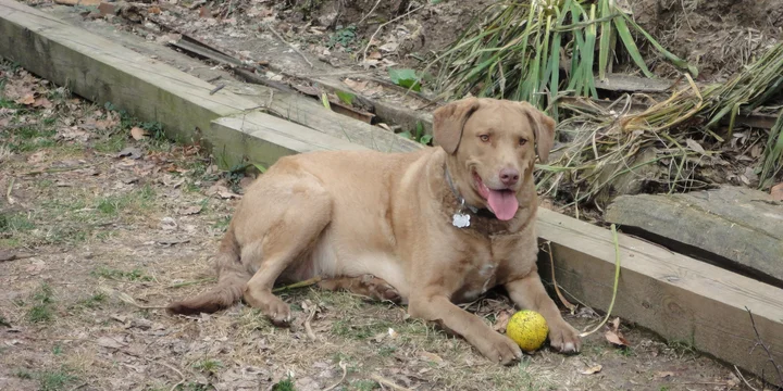 Chesapeake Bay Retriever