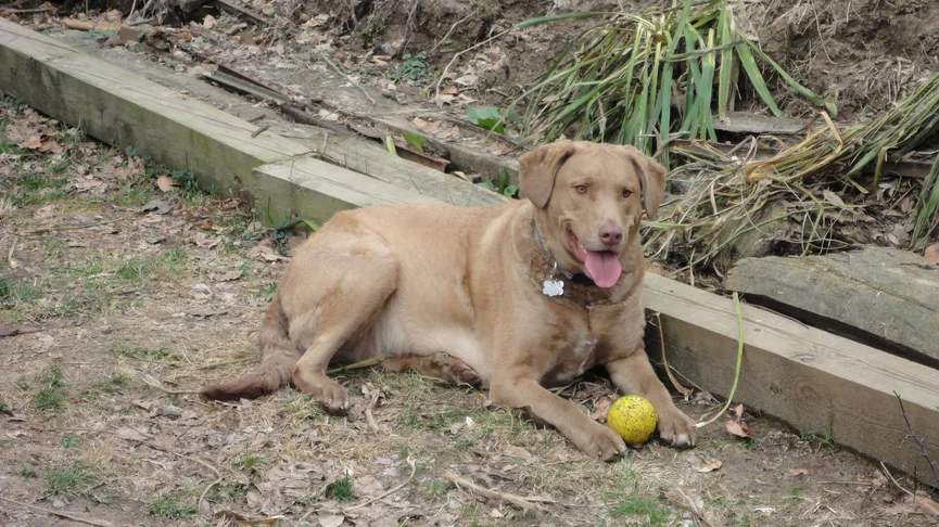 Chesapeake Bay Retriever