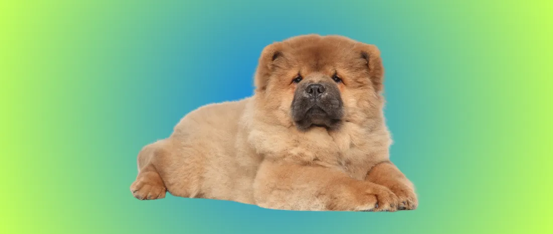 Chow chow-hondenras-verzorging-gezin-sociaal-leven-fysieke-kenmerken-dieet-informatie