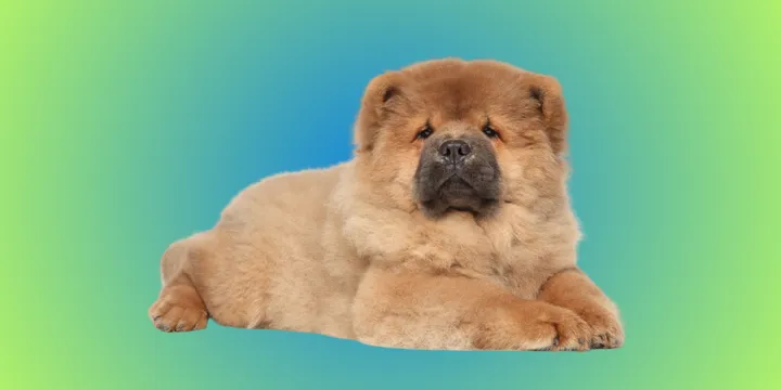 Chow chow-hondenras-verzorging-gezin-sociaal-leven-fysieke-kenmerken-dieet-informatie