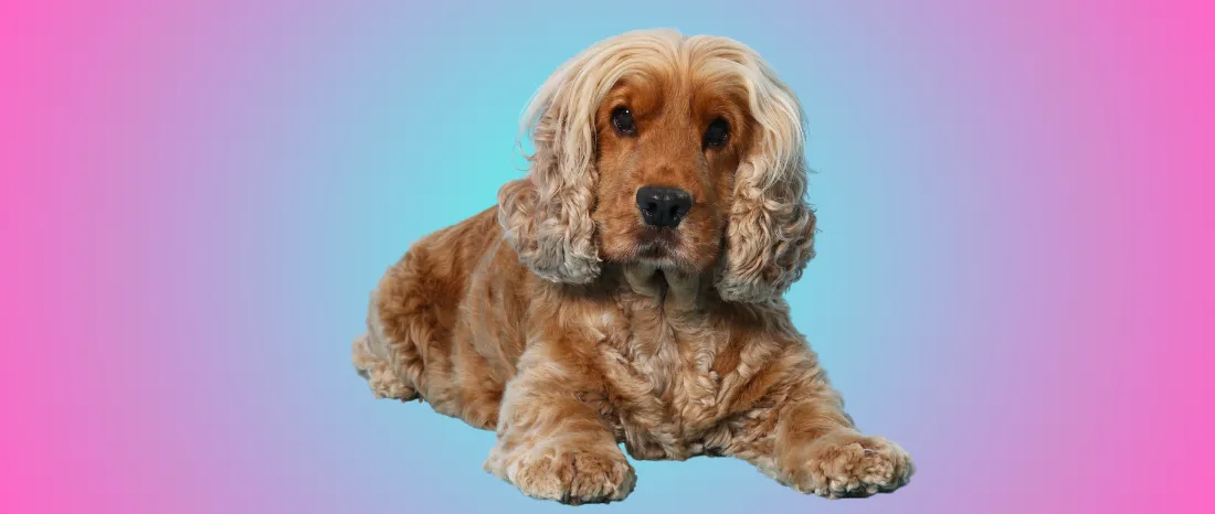Cocker Spaniel-hondenras-verzorging-gezin-sociaal-leven-fysieke-kenmerken-dieet-informatie