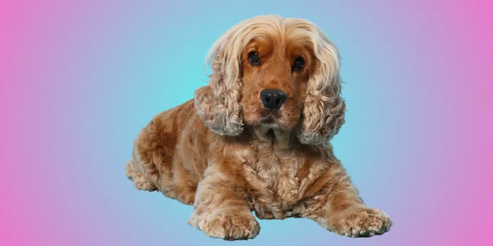 Cocker Spaniel-hondenras-verzorging-gezin-sociaal-leven-fysieke-kenmerken-dieet-informatie