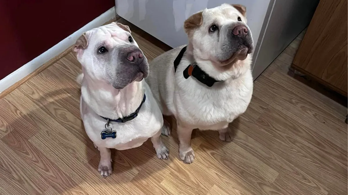 Couple adopts shelter dog and discovers he is their dog's long-lost brother 1