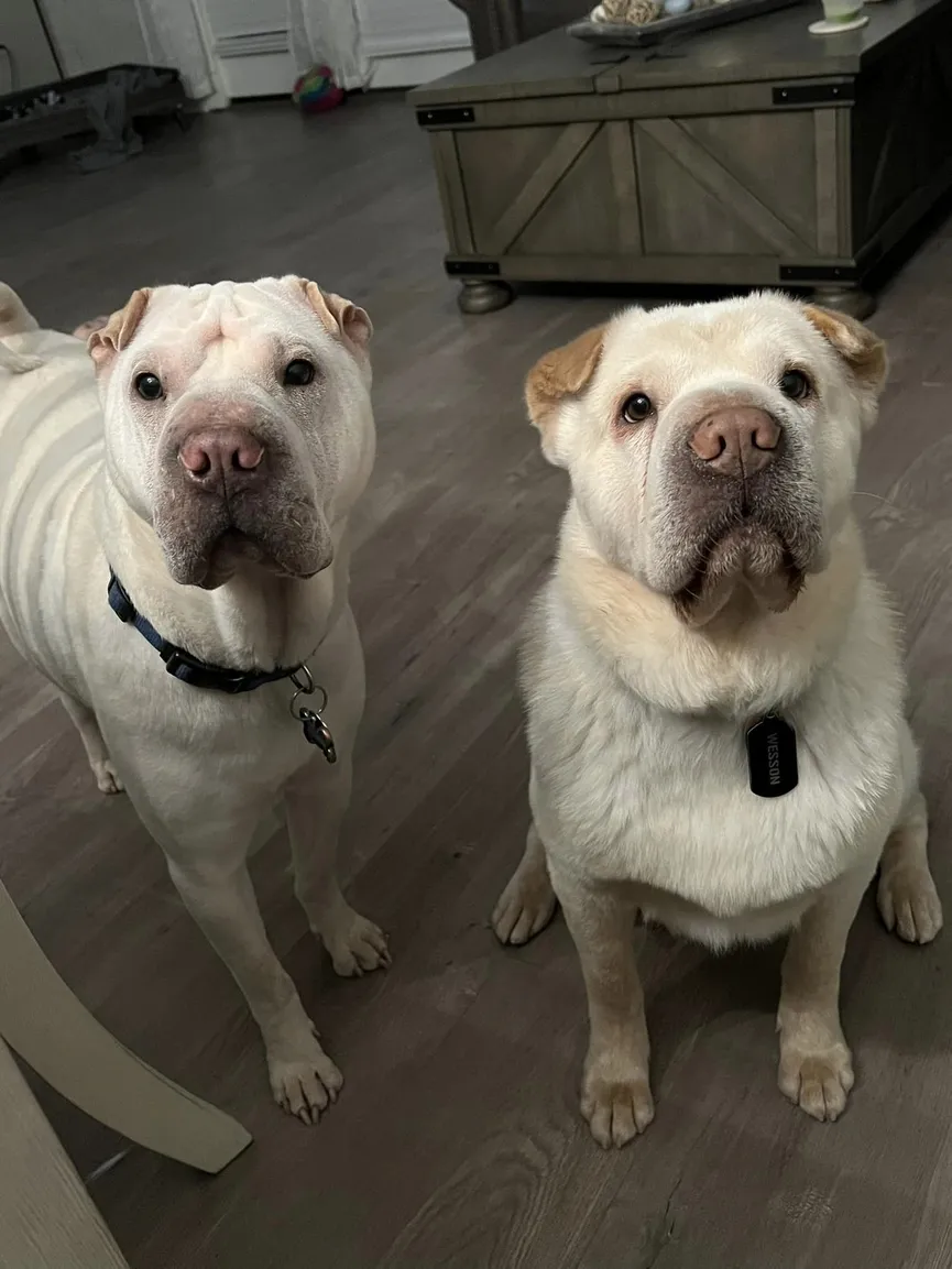 Couple adopts shelter dog and discovers he is their dog's long-lost brother 6