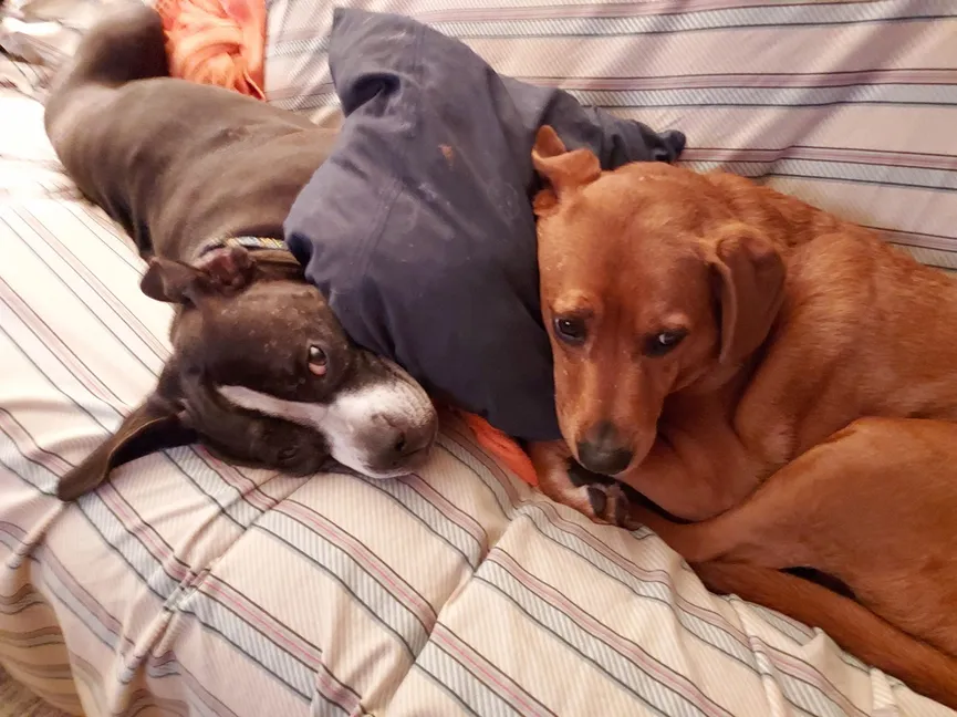 Cuddly dogs saved from euthanasia after photo of the two best buddies was circulated 5