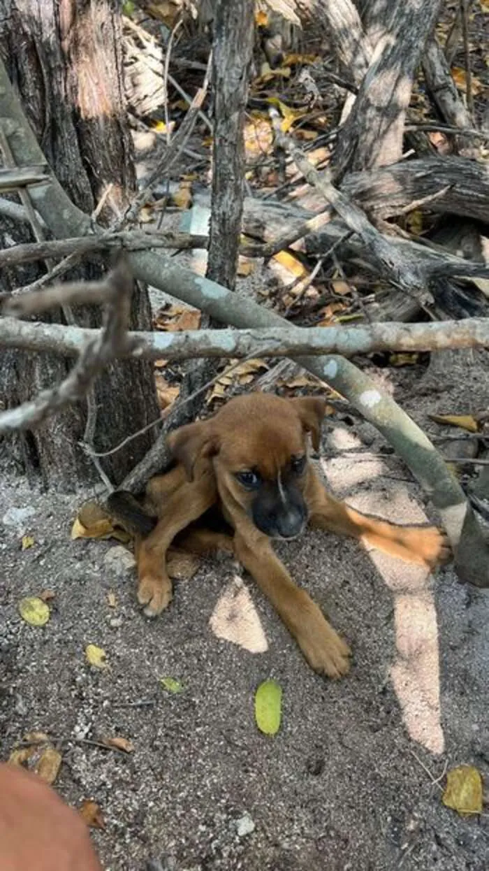 Dalmatiër redt doodsbange puppy achtergelaten in het bos 3