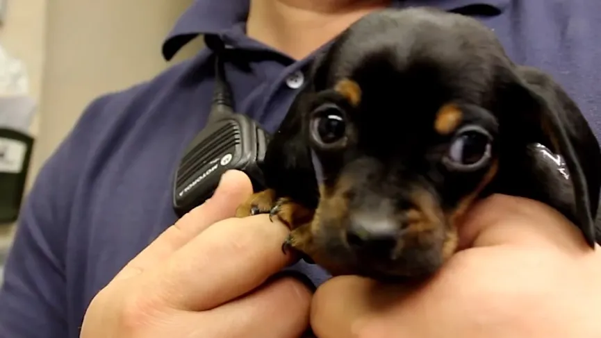 Dappere agenten redden puppy dat vastzat in een pijp en brachten hem terug naar zijn moeder 7
