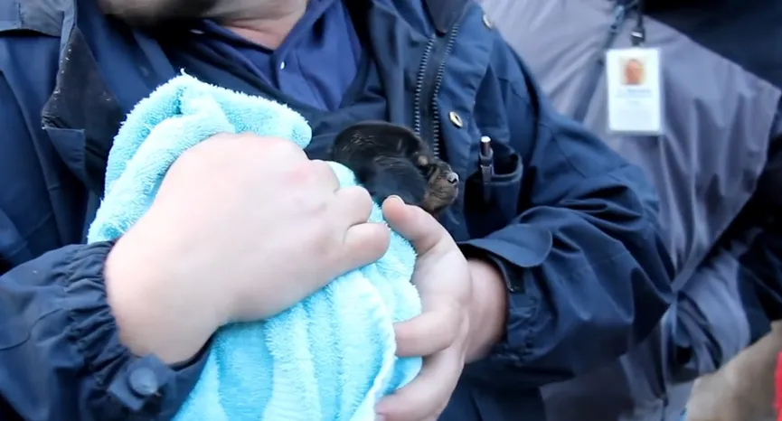 Dappere agenten redden puppy dat vastzat in een pijp en brachten hem terug naar zijn moeder 5