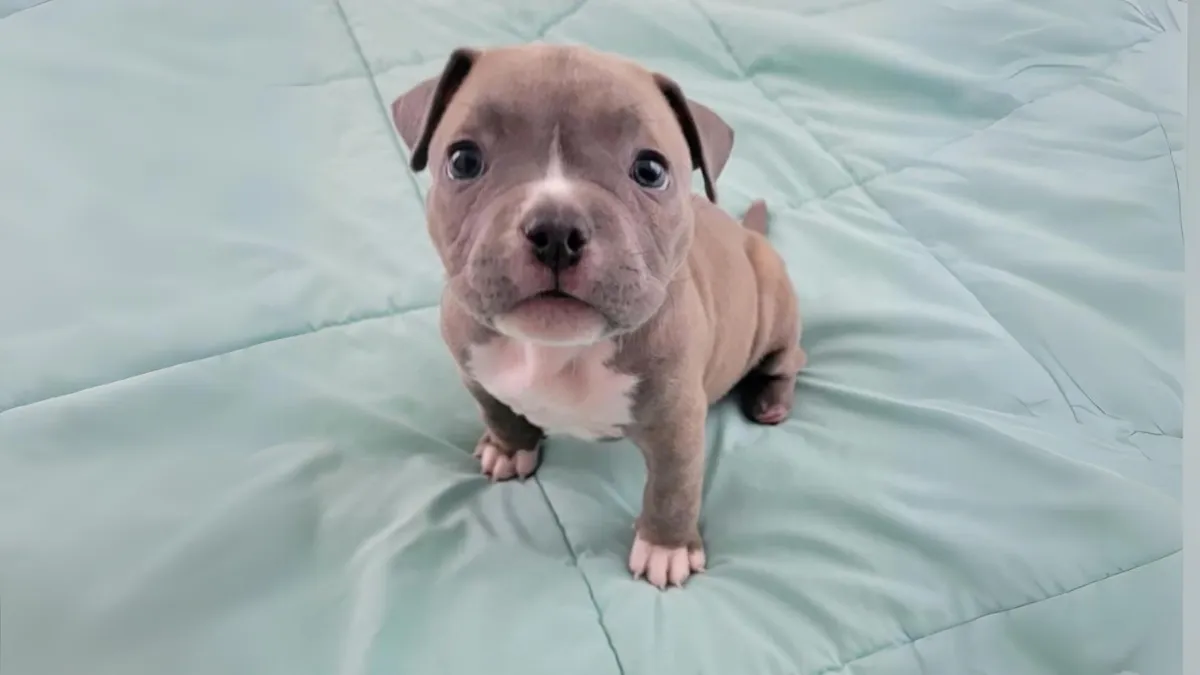 Deformed puppy relinquished to shelter by breeder is happy and healthy 1b