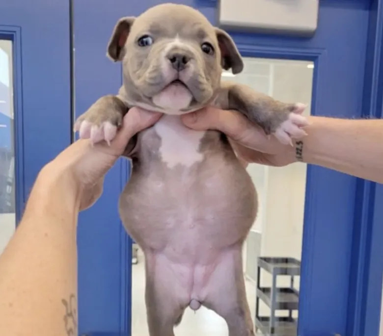 Deformed puppy relinquished to shelter by breeder is happy and healthy 2