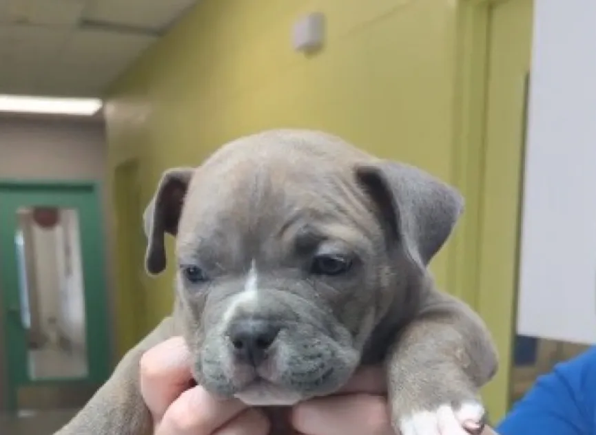 Deformed puppy relinquished to shelter by breeder is happy and healthy 3