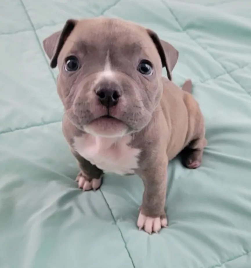 Deformed puppy relinquished to shelter by breeder is happy and healthy 1