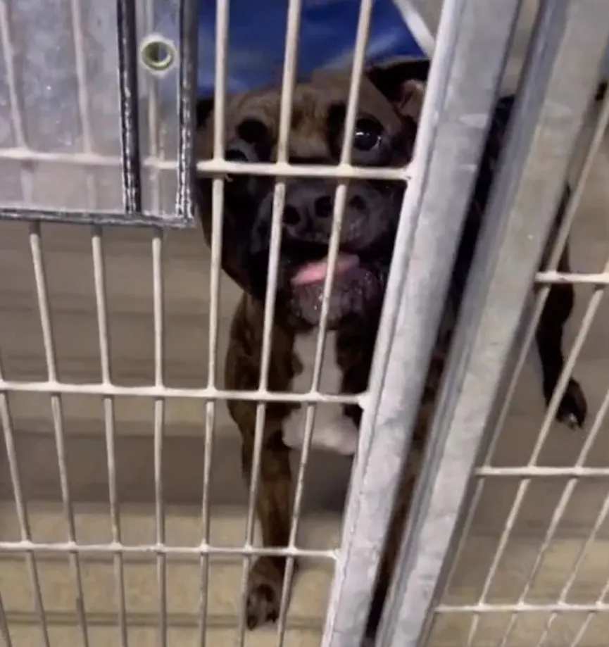 Deze hond werd helaas in een asiel geplaatst omdat zijn baasje haar huis verloor 2