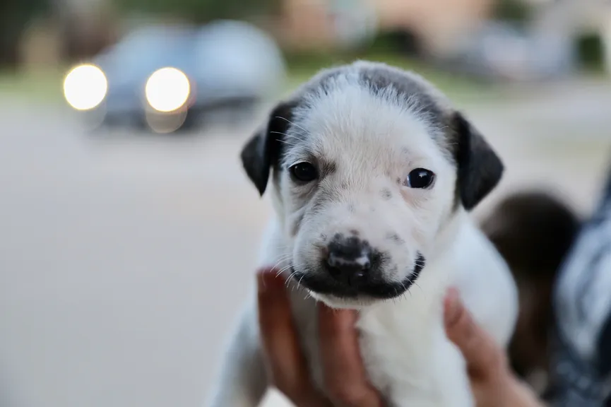 Deze puppy uit het asiel werd geboren met een heel leuk snorretje 2