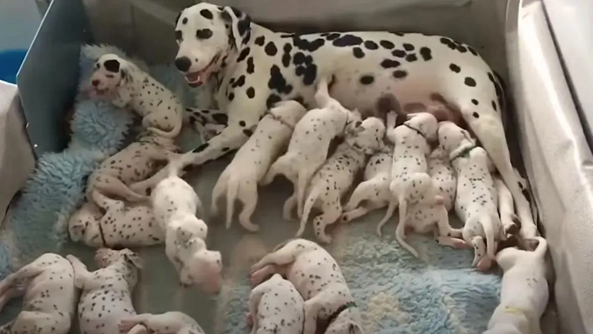 Dierenarts zegt dat dalmatiër 3 puppy's krijgt, maar hond bevalt van 18 pups 1
