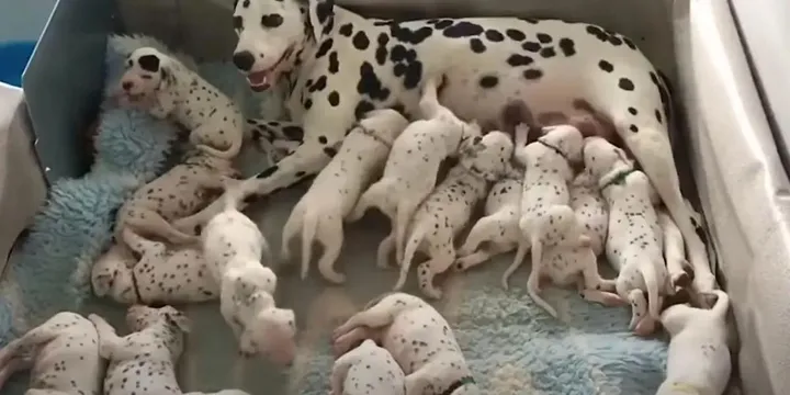 Dierenarts zegt dat dalmatiër 3 puppy's krijgt, maar hond bevalt van 18 pups 1