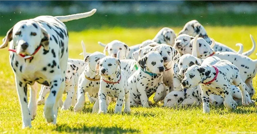 Dierenarts zegt dat dalmatiër 3 puppy's krijgt, maar hond bevalt van 18 pups 6-resized