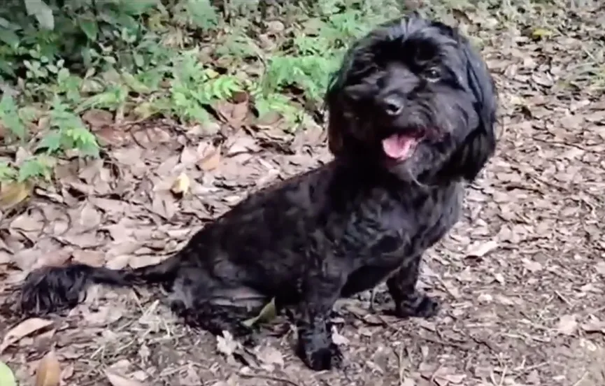 Dog With Paralyzed Leg Lies By Roadside And Cries Until Someone Comes To Help 7