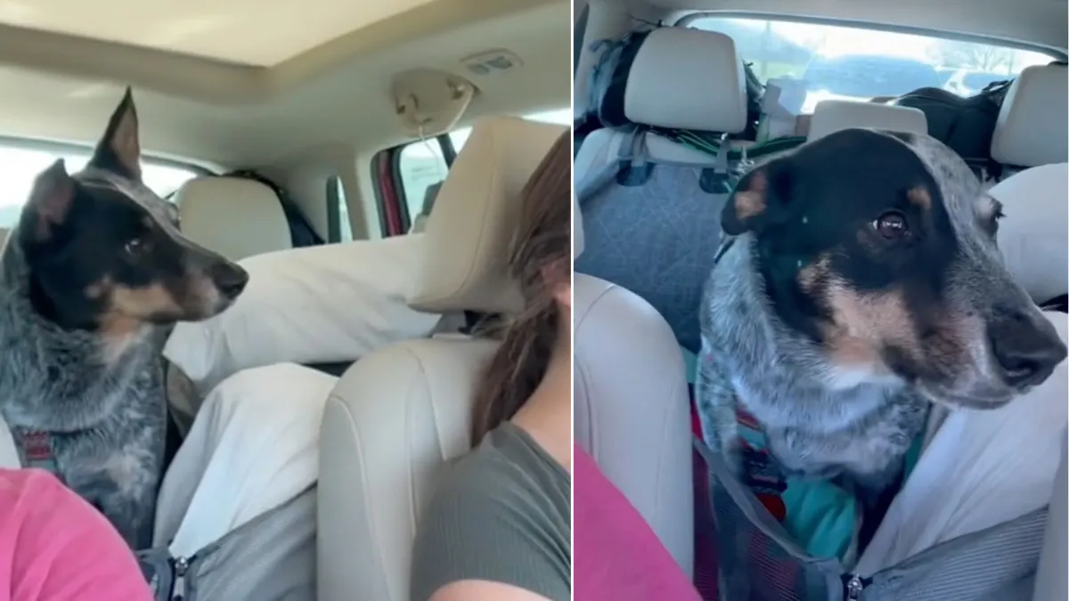 Dog discovers he is going to visit grandparents and can't hide his joy 1