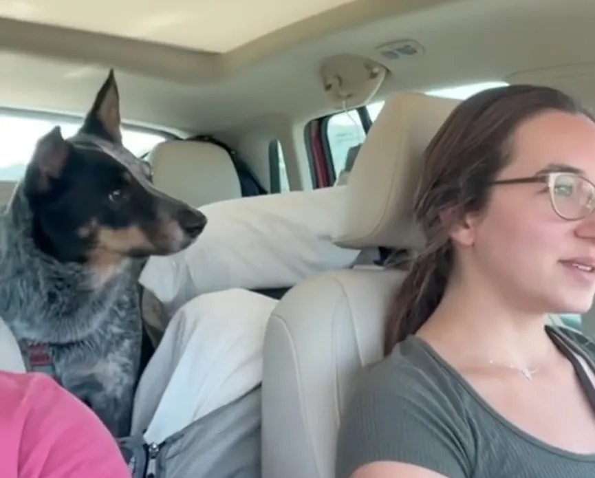 Dog discovers he is going to visit grandparents and can't hide his joy 2