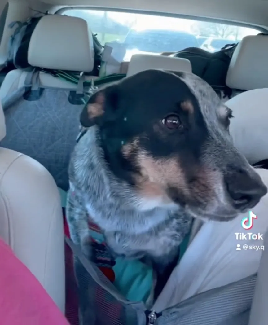 Dog discovers he is going to visit grandparents and can't hide his joy 3