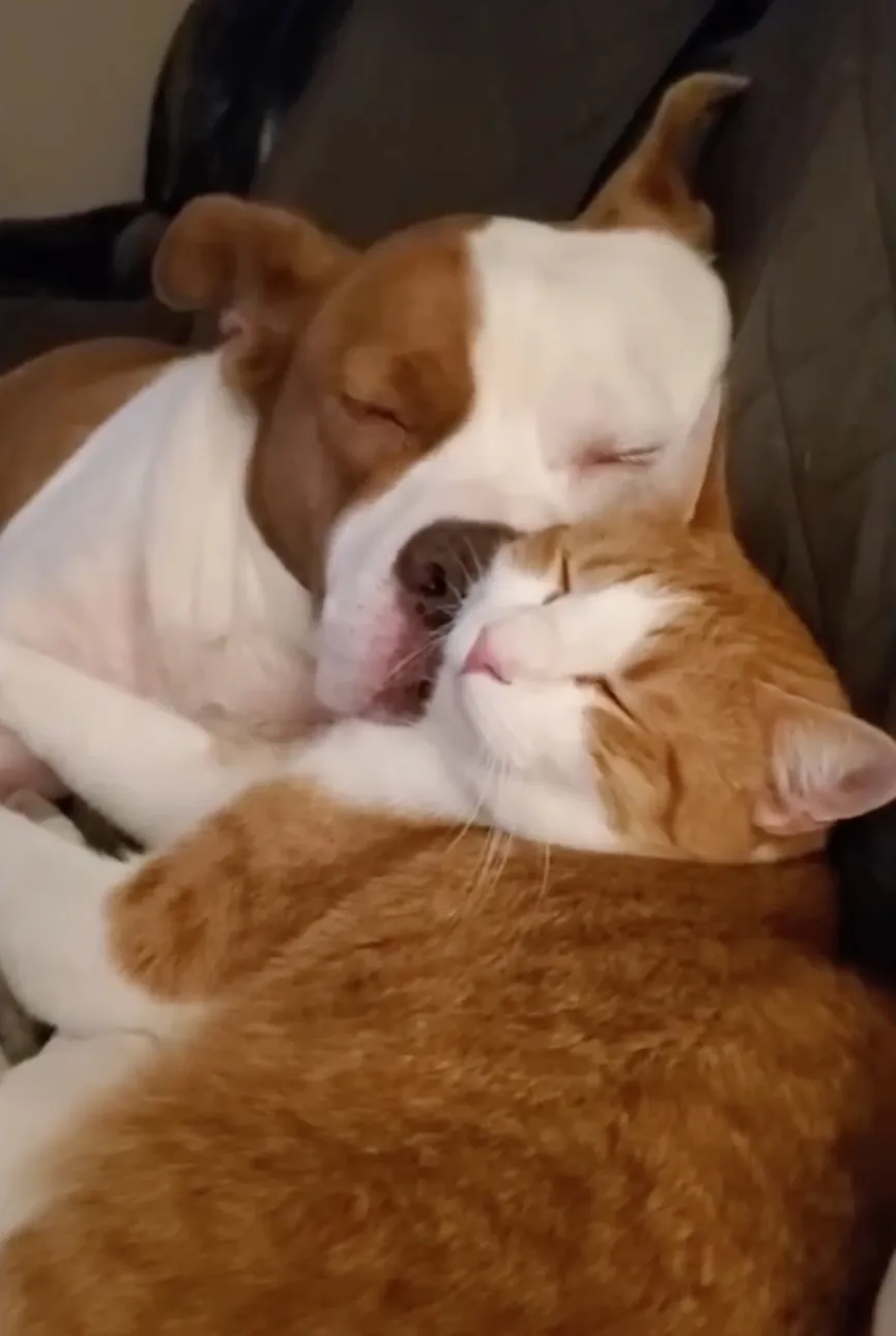 Dog dumped due to allergies cares for kittens like a caring momma 7