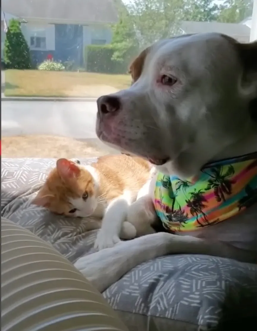 Dog dumped due to allergies cares for kittens like a caring momma 5
