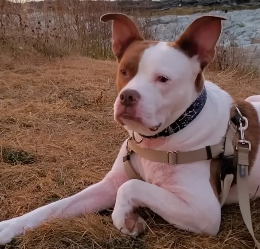 Dog dumped due to allergies cares for kittens like a caring momma 3