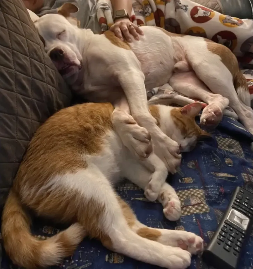 Dog dumped due to allergies cares for kittens like a caring momma 8