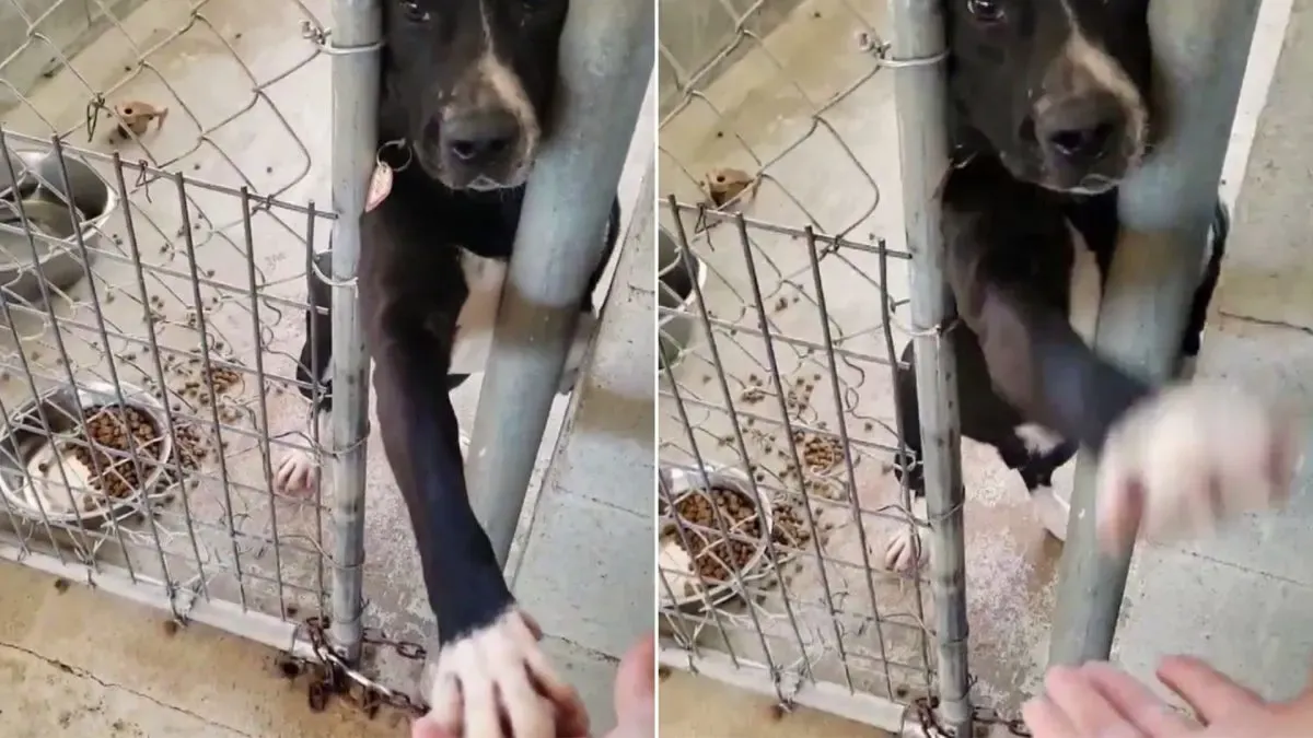 Dog from shelter sticks paw out to passersby and hopes someone will take him home 1