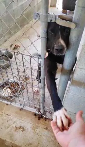 Dog from shelter sticks paw out to passersby and hopes someone will take him home 2