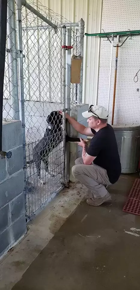 Dog from shelter sticks paw out to passersby and hopes someone will take him home 3