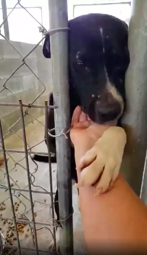Dog from shelter sticks paw out to passersby and hopes someone will take him home 4