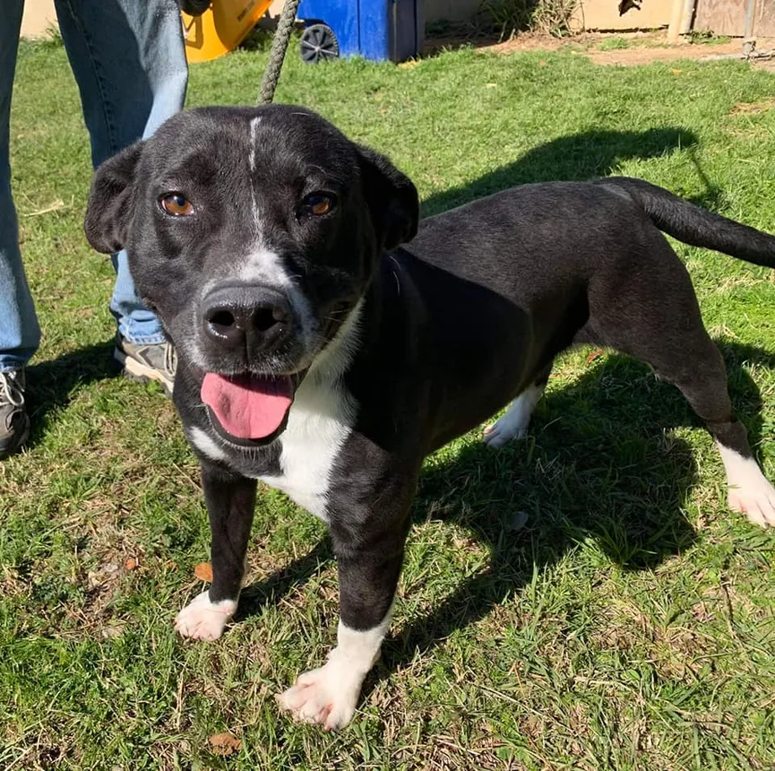 Dog from shelter sticks paw out to passersby and hopes someone will take him home 5