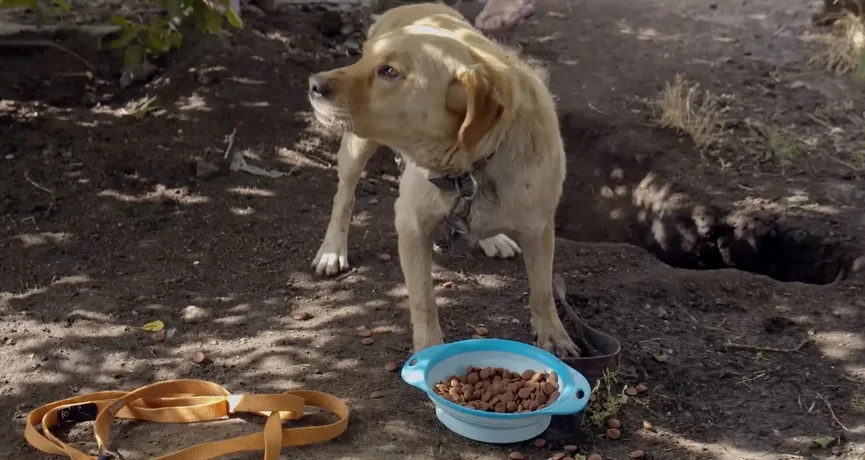 Dog that was chained and abused outside is rescued after neighbor calls rescue organization 3