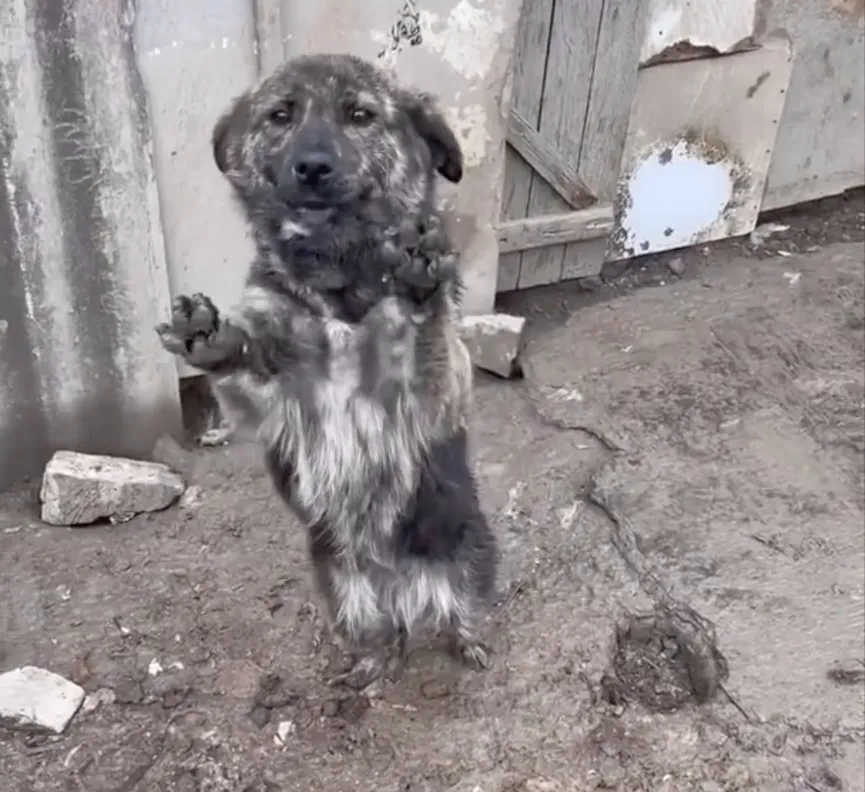 Dog tied to short chain refuses to let go of rescuer's hand 2