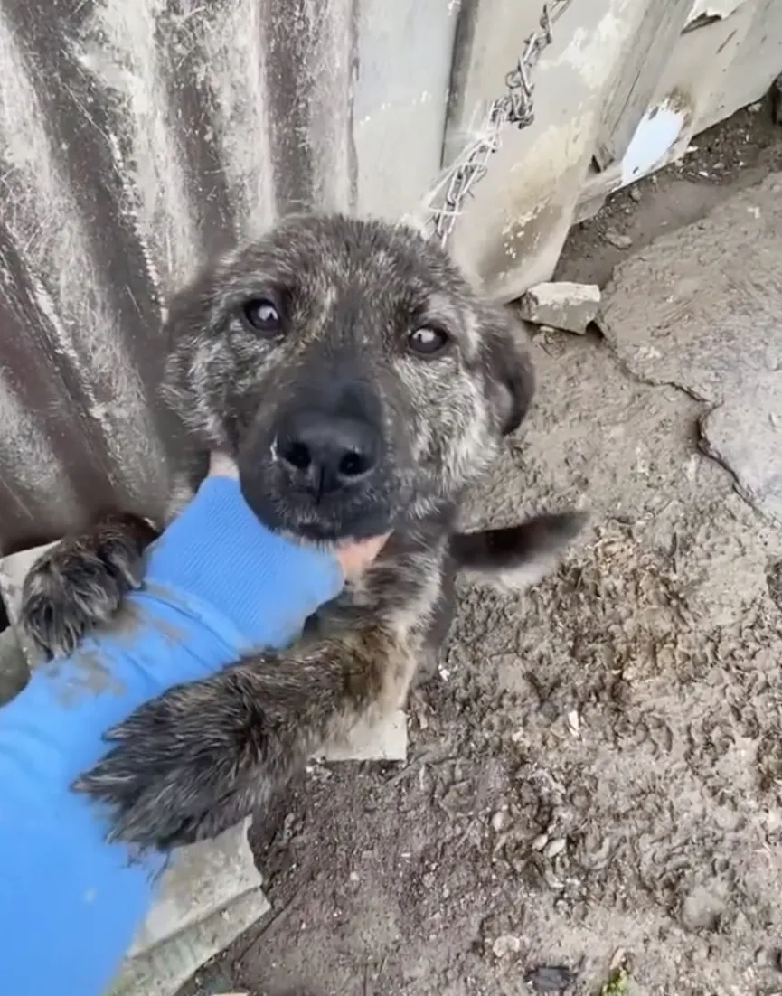 Dog tied to short chain refuses to let go of rescuer's hand 3