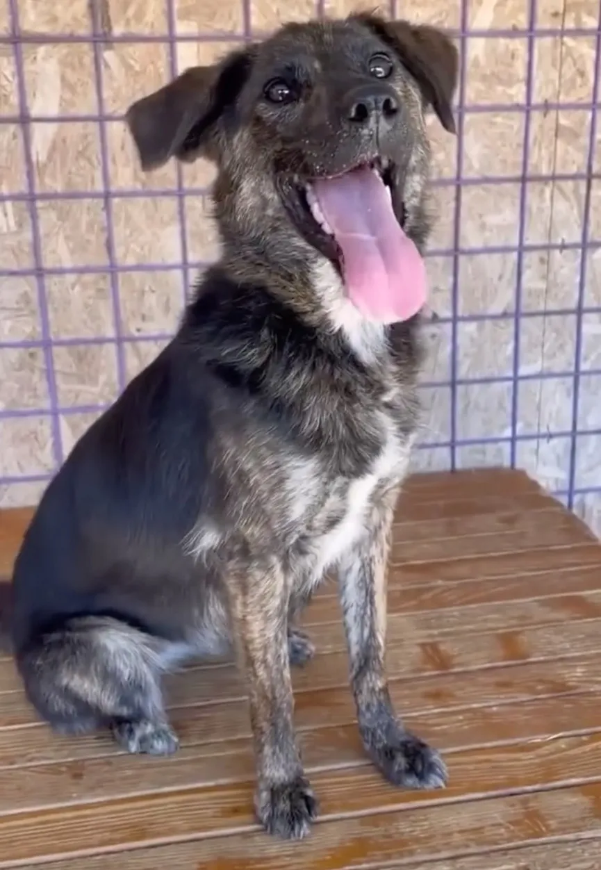 Dog tied to short chain refuses to let go of rescuer's hand 5