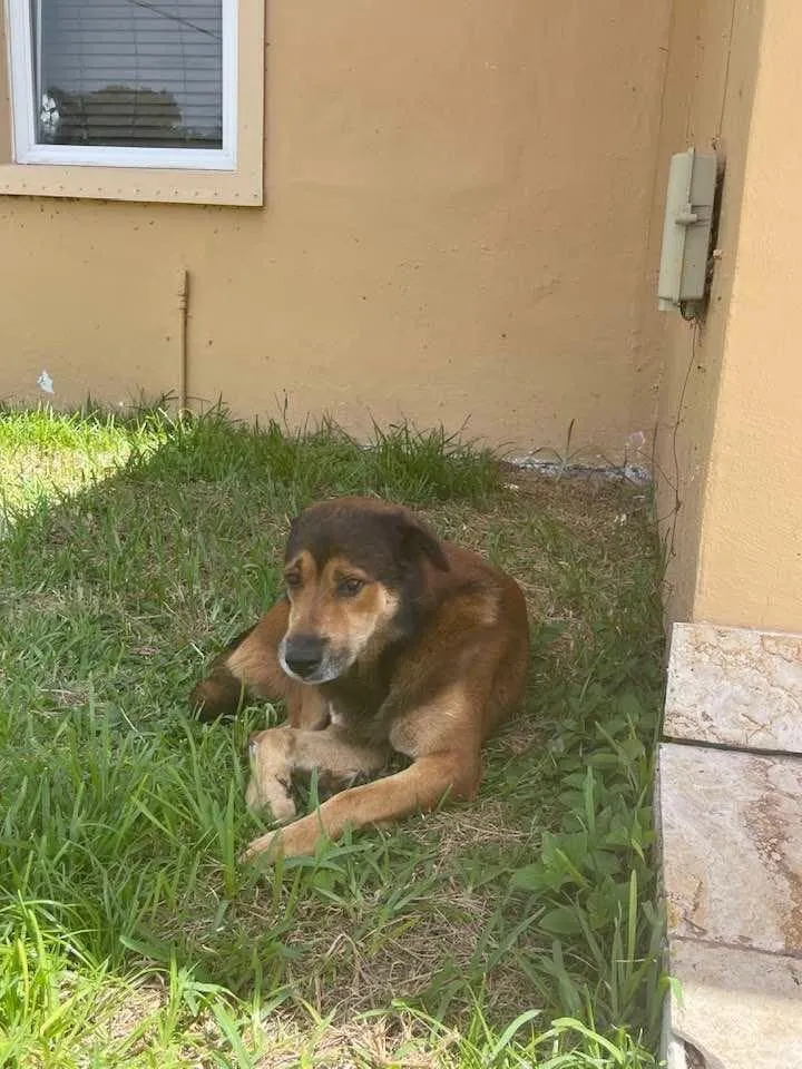 Dog waits outside owner's house for weeks - not realising they've abandoned him 2