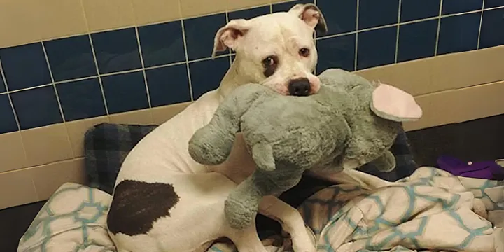 Dog who was nearly euthanized won't let go of his stuffed animal 1