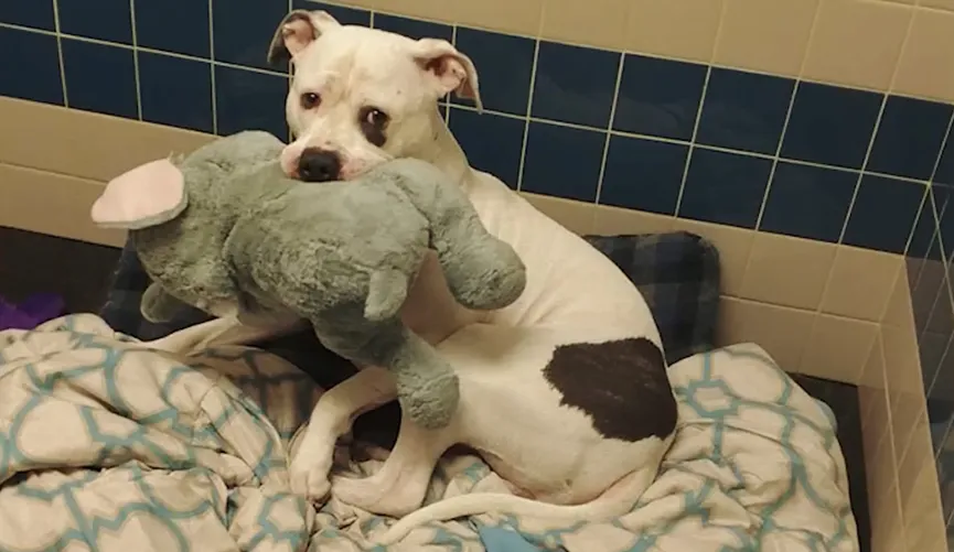 Dog who was nearly euthanized won't let go of his stuffed animal 2