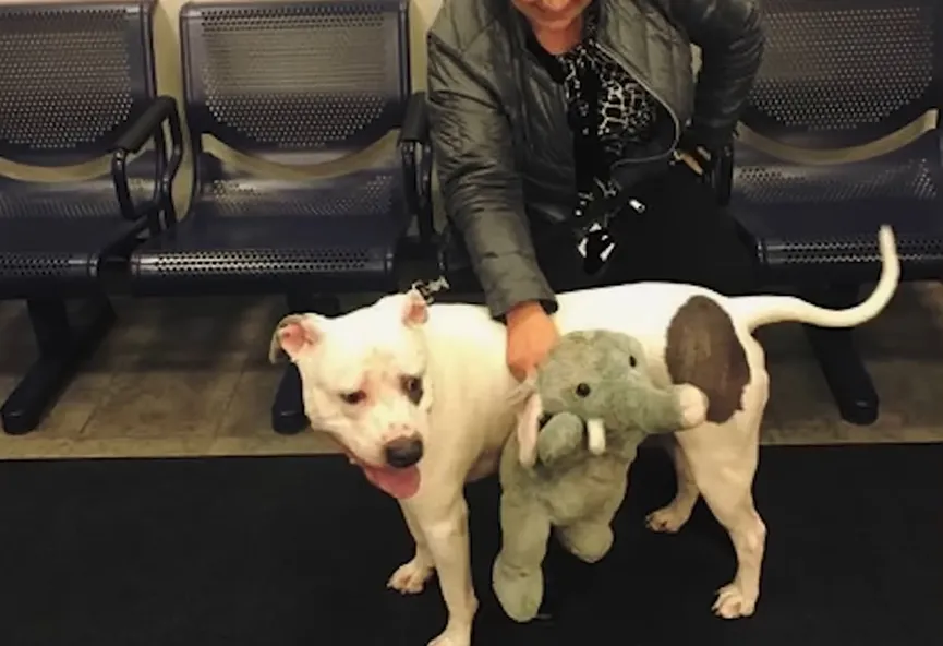 Dog who was nearly euthanized won't let go of his stuffed animal 5