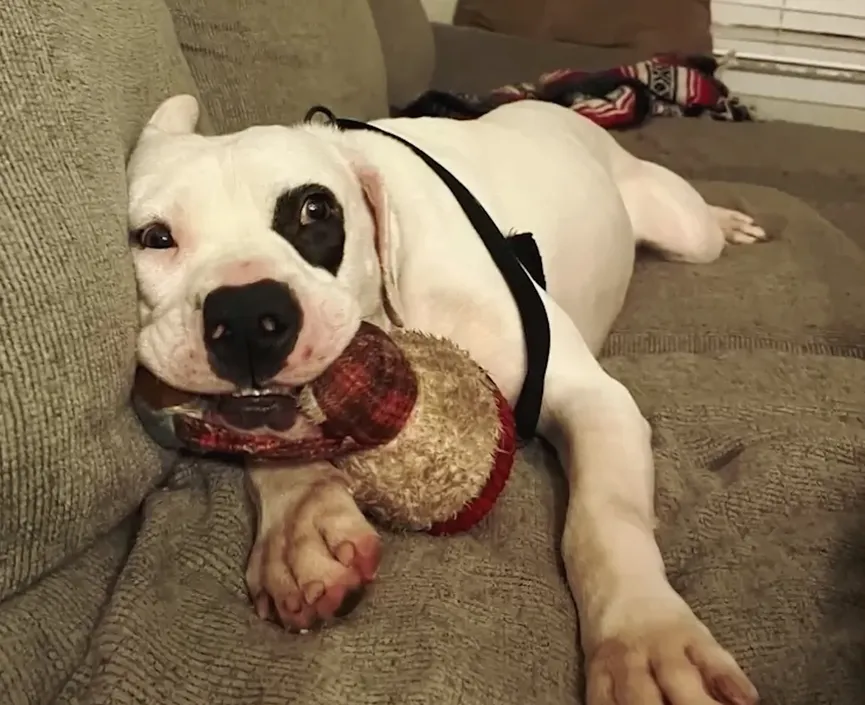 Dog who was nearly euthanized won't let go of his stuffed animal 4