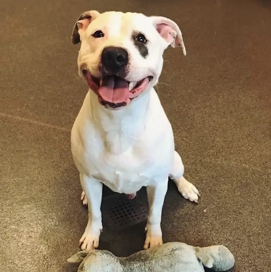Dog who was nearly euthanized won't let go of his stuffed animal 6