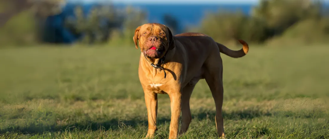 Dogue de Bordeaux-hondenras-verzorging-gezin-sociaal-leven-fysieke-kenmerken-dieet-informatie